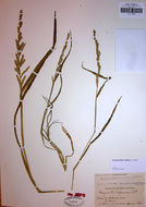 Imagem de Echinochloa colona (L.) Link