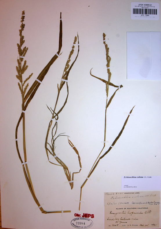 Plancia ëd Echinochloa colona (L.) Link