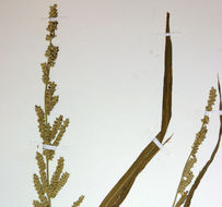 Plancia ëd Echinochloa colona (L.) Link