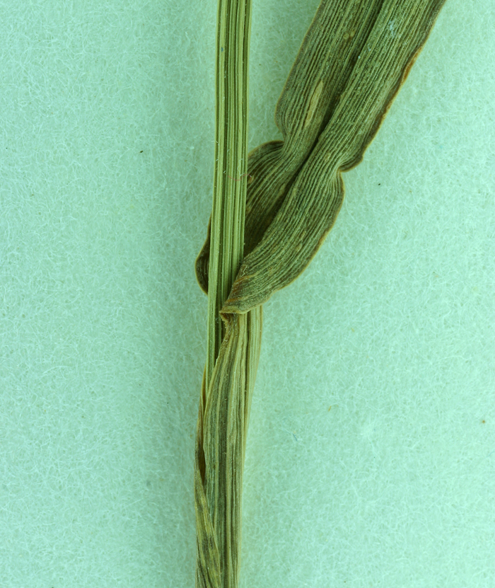 Plancia ëd Echinochloa colona (L.) Link