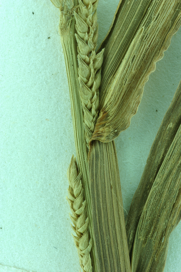 Echinochloa colona (L.) Link resmi