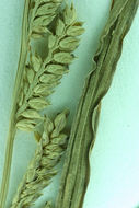 Echinochloa colona (L.) Link resmi