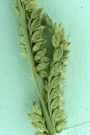 Plancia ëd Echinochloa colona (L.) Link