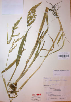 Image of barnyard grass