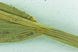 Plancia ëd Echinochloa crus-galli (L.) P. Beauv.