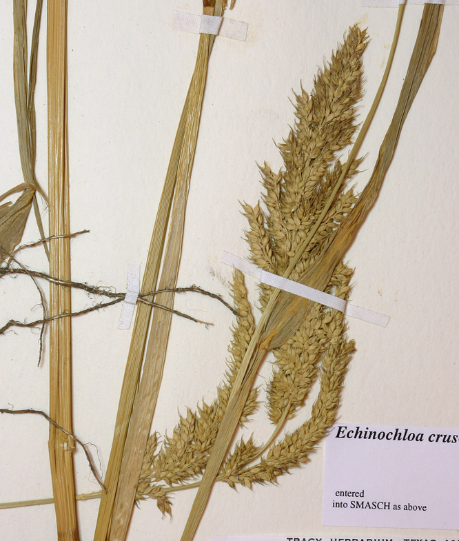 Image of gulf cockspur grass