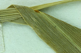 Image of gulf cockspur grass