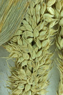 Image of gulf cockspur grass