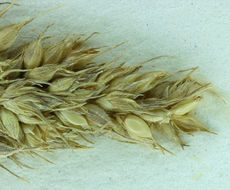 Image of gulf cockspur grass