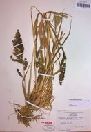 Plancia ëd Echinochloa muricata (P. Beauv.) Fernald