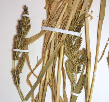 Image of rough barnyardgrass