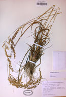 Image of perennial veldtgrass