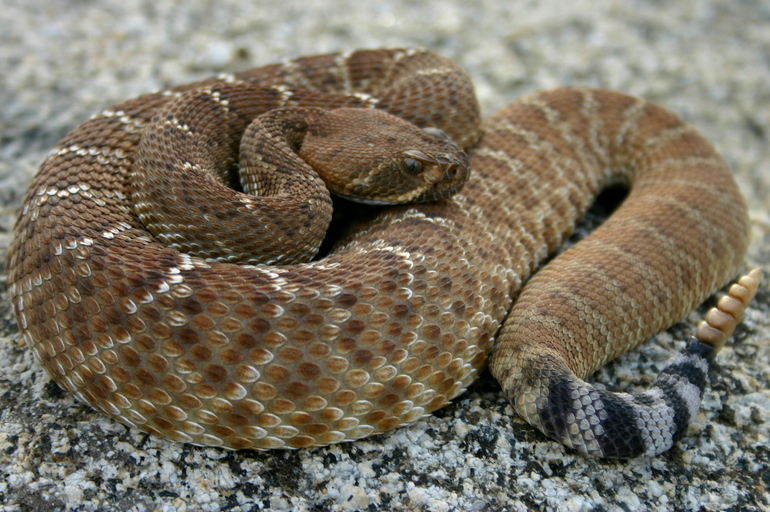 Image of Red Diamond Rattlesnake