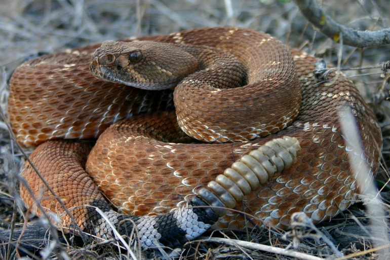 Image of Red Diamond Rattlesnake