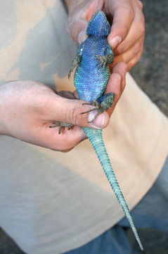 Image of Granite Spiny Lizard