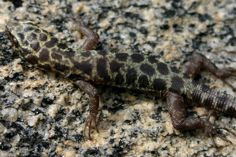 Image of Granite Night Lizard