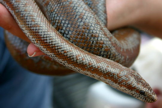 Image of Rosy Boa