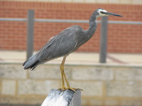 Image of White-faced Heron