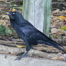 Image of Australian Raven