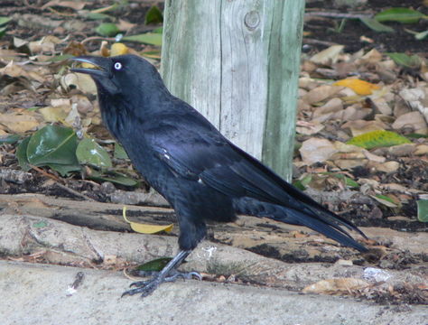 Imagem de Corvus coronoides Vigors & Horsfield 1827