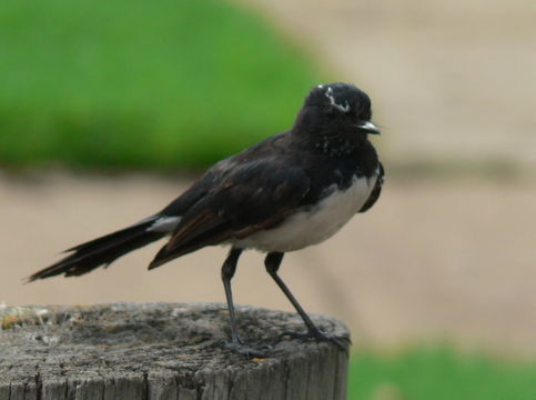 Image of Willie Wagtail