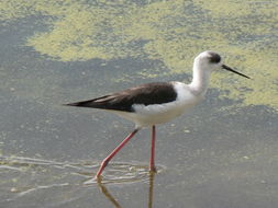 Image of Black-winged Stilt