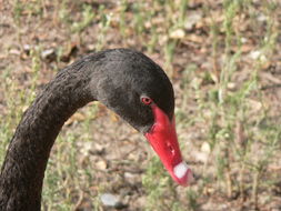 Image of Black Swan