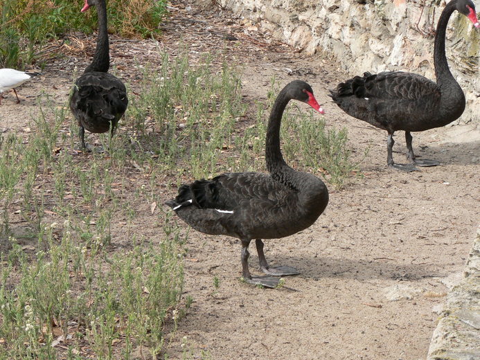 Image of Black Swan