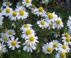 Image of False chamomile