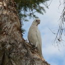 Cacatua pastinator (Gould 1841) resmi