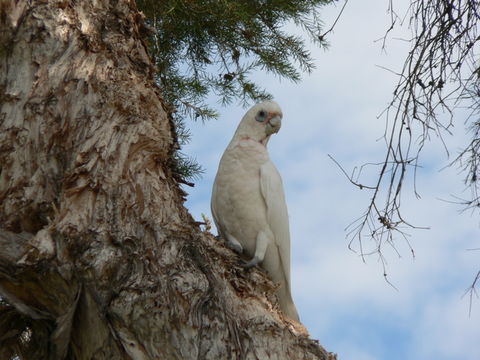 Cacatua pastinator (Gould 1841) resmi