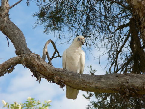 Image of Western Corella