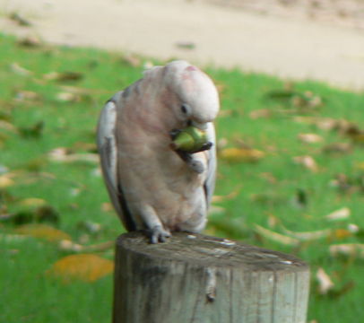 Image of Cacatua Vieillot 1817