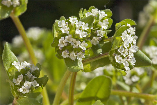 Plancia ëd Valerianella locusta (L.) Laterrade