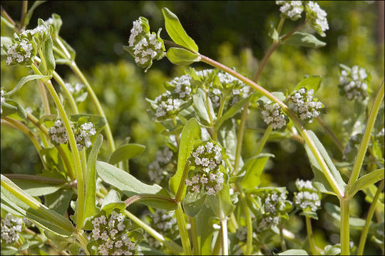 Image of Lewiston cornsalad