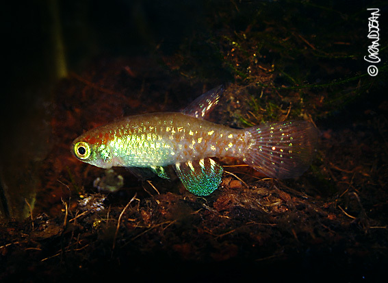 Image of Plesiolebias glaucopterus (Costa & Lacerda 1989)