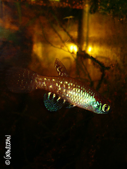 صورة Plesiolebias glaucopterus (Costa & Lacerda 1989)