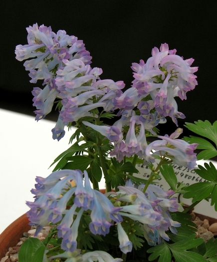 Imagem de Corydalis turtschaninovii Bess.