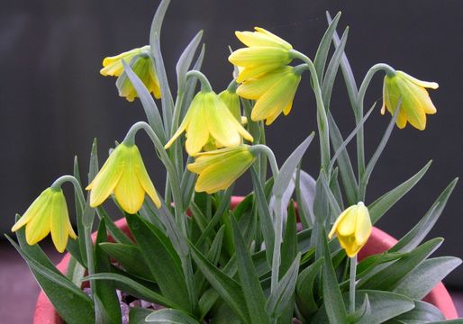 Image of Fritillaria conica Boiss.