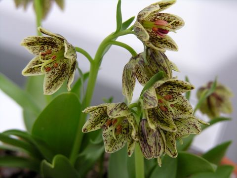 Слика од Fritillaria purdyi Eastw.