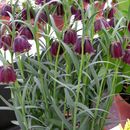 Image of Fritillaria pyrenaica L.