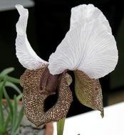 صورة Iris paradoxa Steven