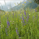 Imagem de Salvia pratensis L.