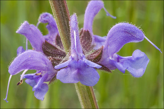 Imagem de Salvia pratensis L.