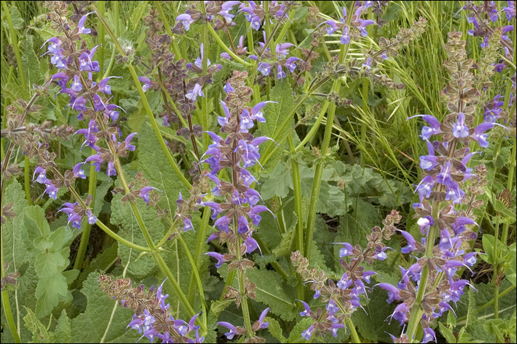 Imagem de Salvia pratensis L.