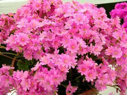 Image of Siskiyou lewisia