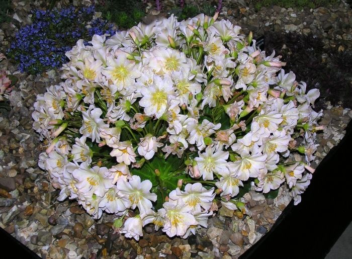 Image of <i>Lewisia tweedyi</i>