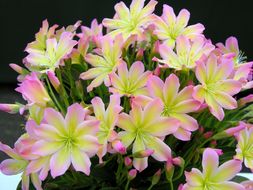 Image of <i>Lewisia tweedyi</i>