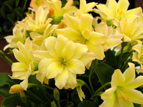 Image of <i>Lewisia tweedyi</i>