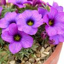 Слика од Oxalis laciniata Cav.